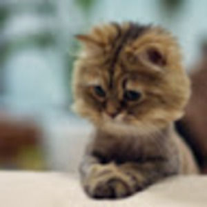 Meet your Posher, Winston